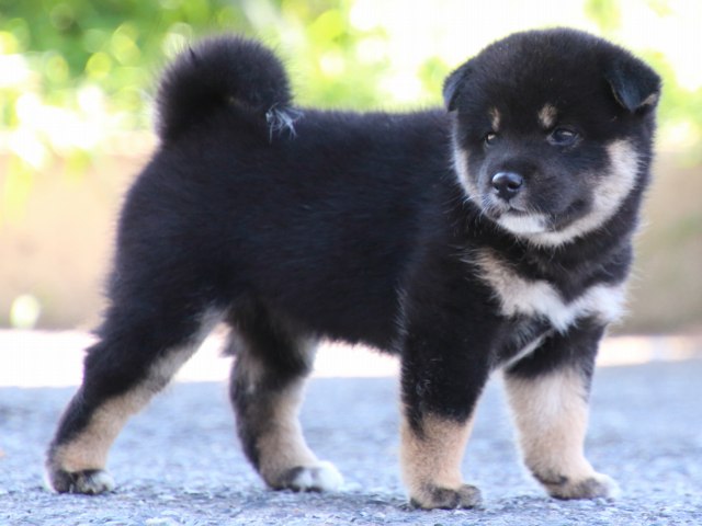 IMG_0342-shiba-puppy