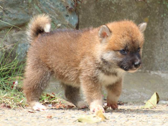 IMG_0548-shiba-puppy