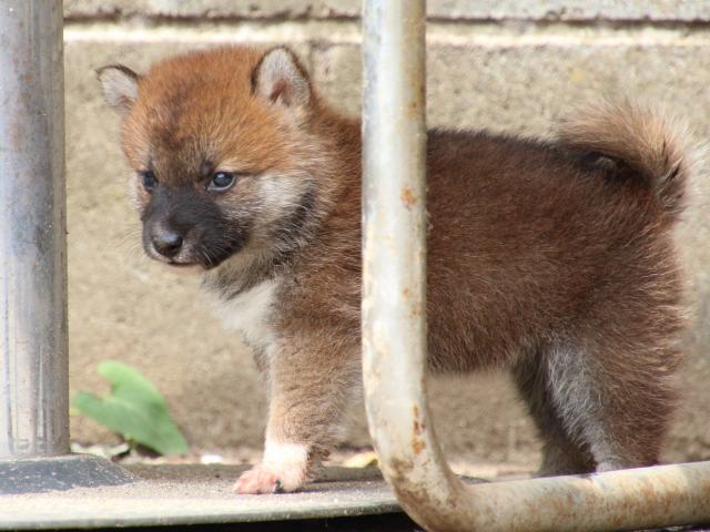 IMG_0605-shiba-puppy