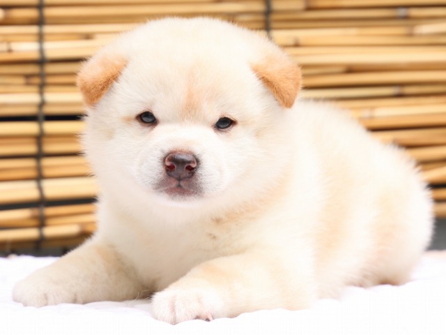 IMG_0611-shiba-puppy