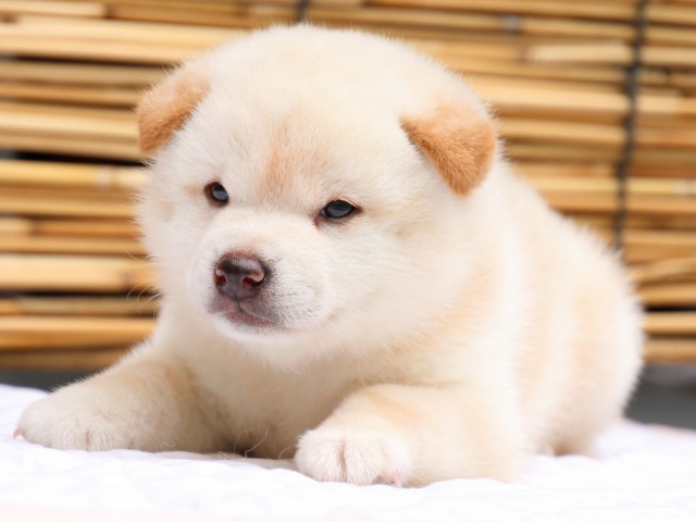 IMG_0623-shiba-puppy