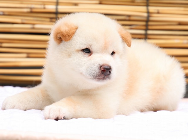 IMG_0635-shiba-puppy