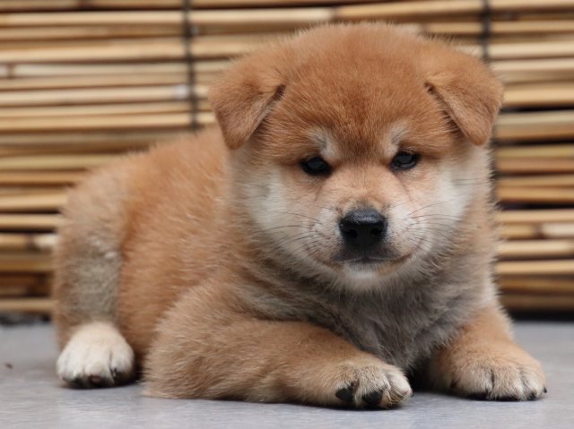 IMG_0876-shiba-puppy