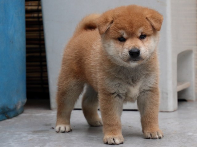 IMG_0892-shiba-puppy