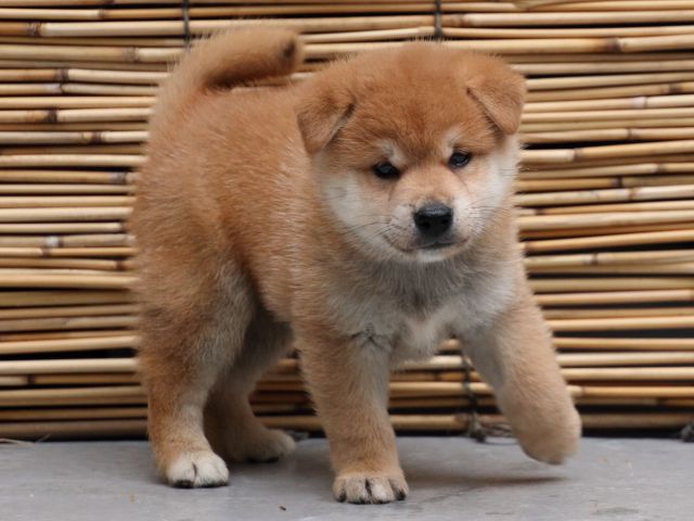 IMG_0898-shiba-puppy