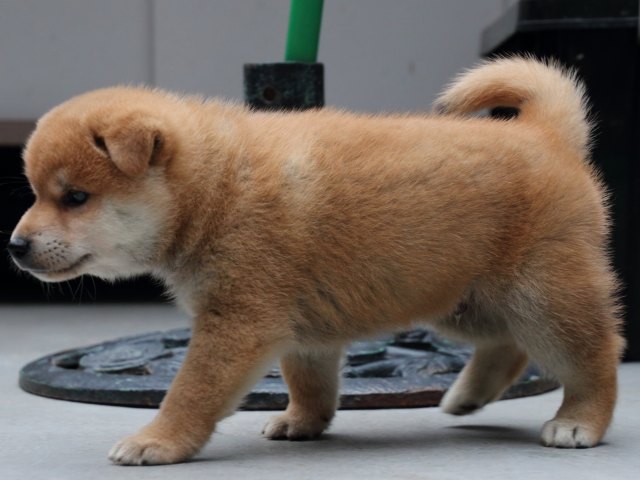 IMG_0912-shiba-puppy