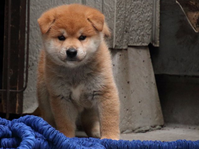 IMG_0931-shiba-puppy