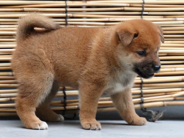 IMG_1011-shiba-puppy