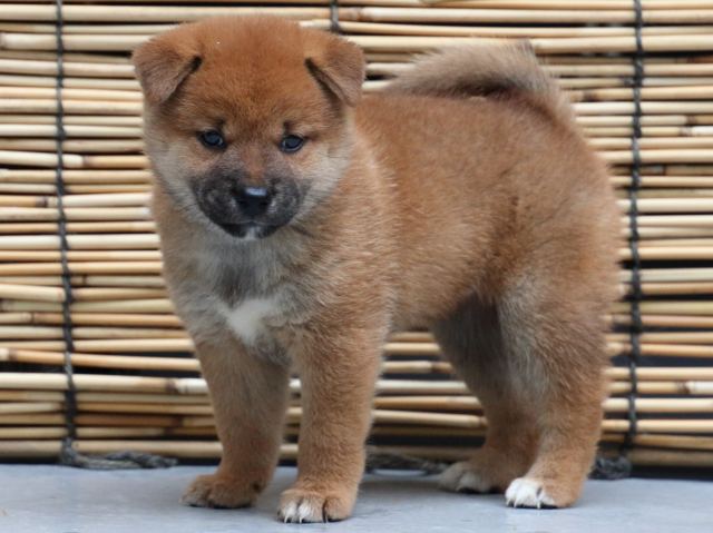 IMG_1015-shiba-puppy