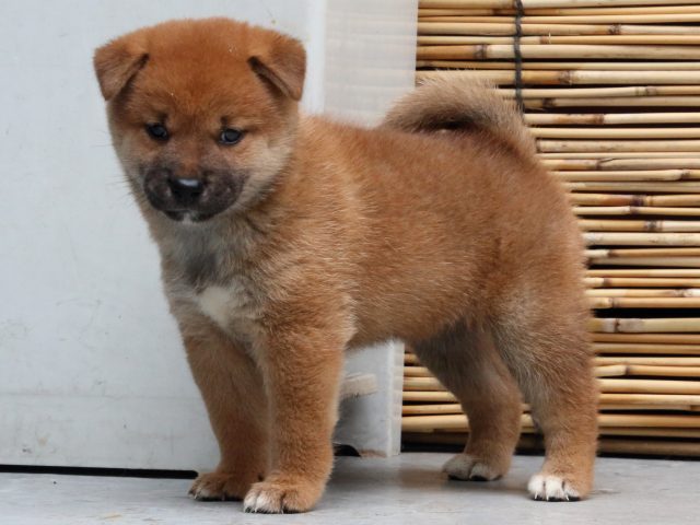 IMG_1072-shiba-puppy