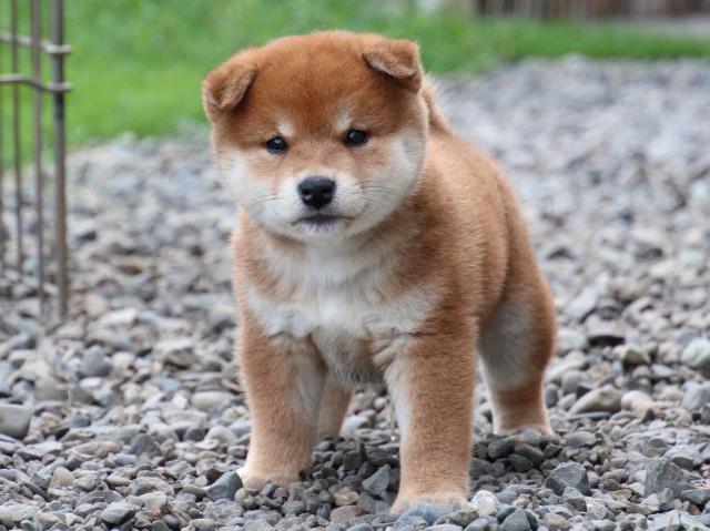 IMG_9773-shiba-puppy