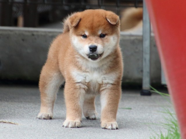 IMG_9793-shiba-puppy