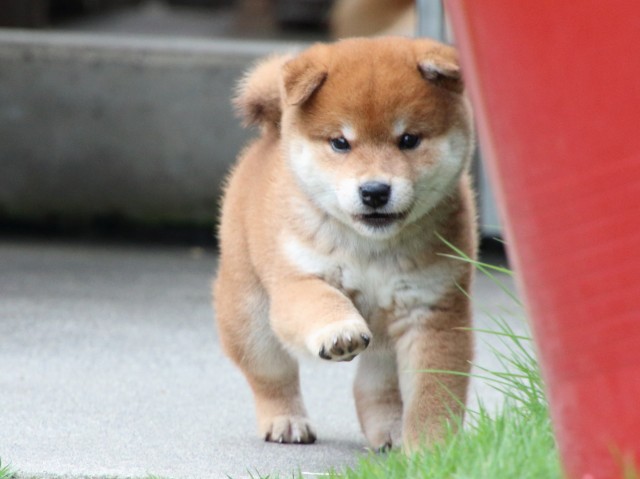 IMG_9799-shiba-puppy