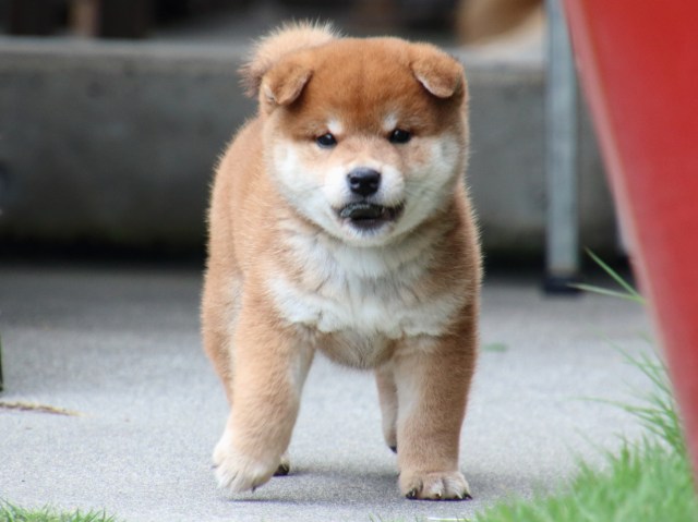 IMG_9806-shiba-puppy