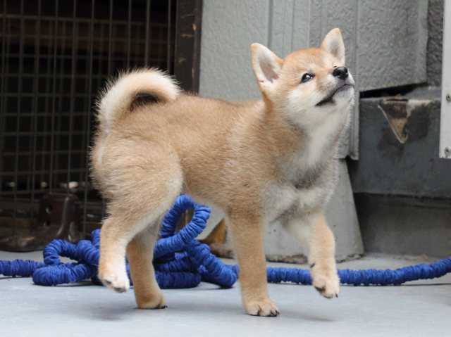 IMG_0788-shiba-puppy