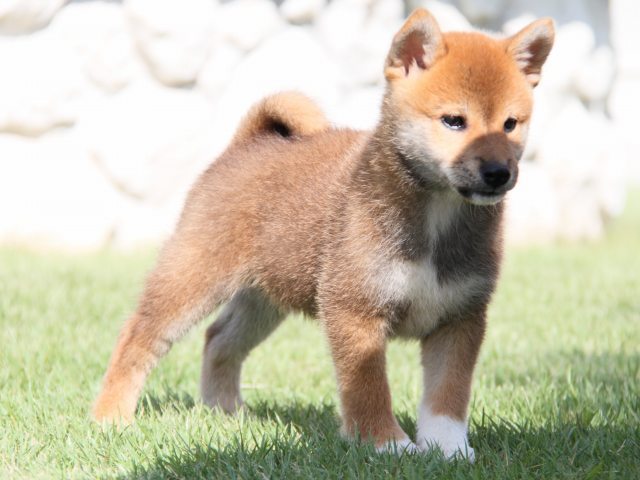 IMG_0964-shiba-puppy