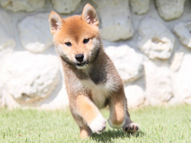 IMG_1000-shiba-puppy