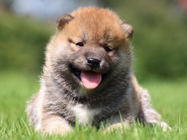 IMG_1225-shiba-puppy