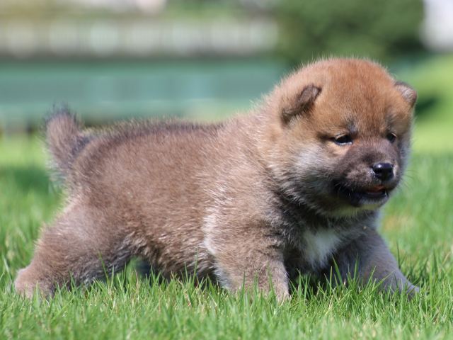 IMG_1246-shiba-puppy