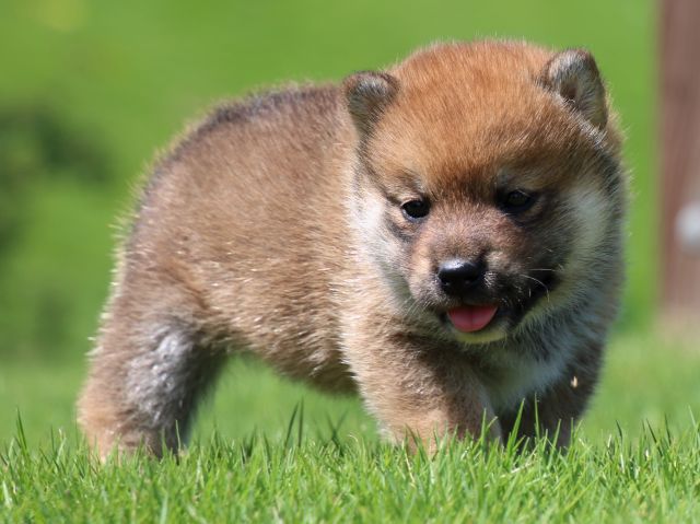 IMG_1306-shiba-puppy