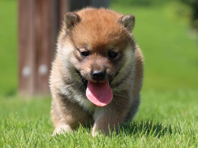 IMG_1308-shiba-puppy