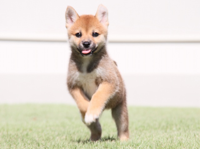 IMG_1333-shiba-puppy