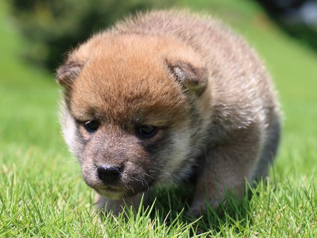 IMG_1336-shiba-puppy