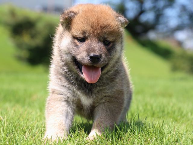 IMG_1339-shiba-puppy