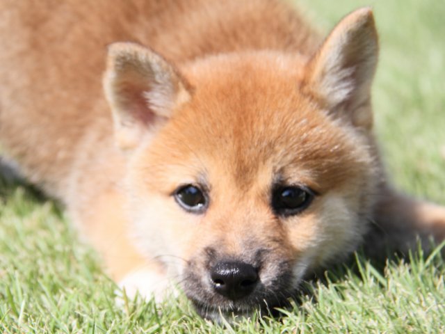 IMG_1343-shiba-puppy