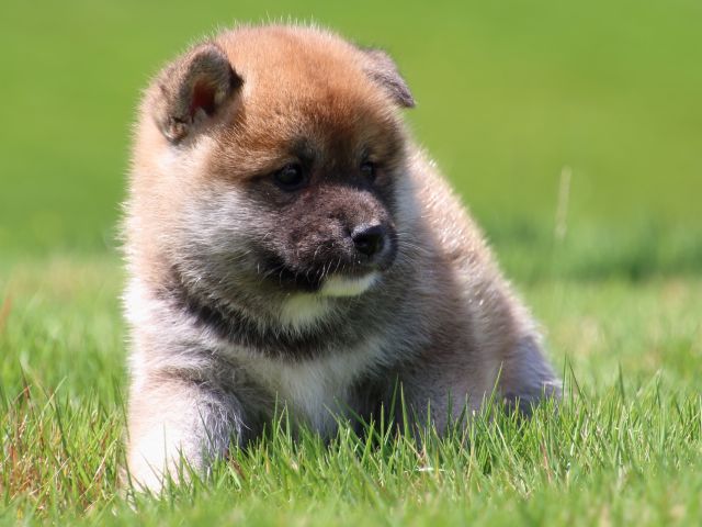 IMG_1351-shiba-puppy