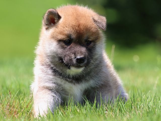 IMG_1359-shiba-puppy