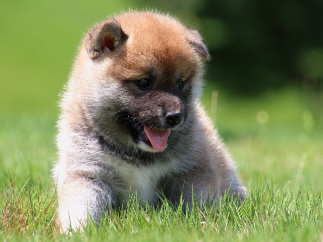 IMG_1361-shiba-puppy