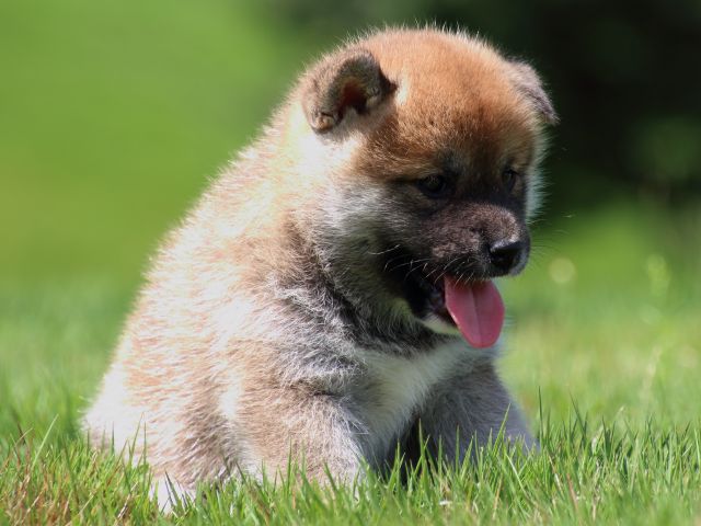 IMG_1384-shiba-puppy