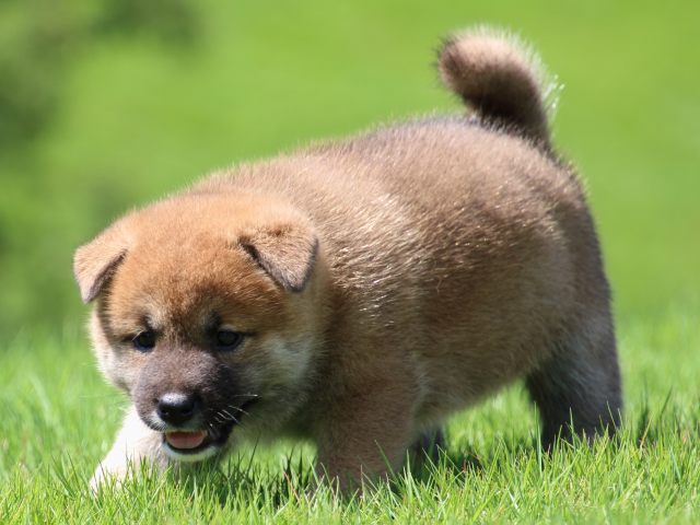 IMG_1406-shiba-puppy