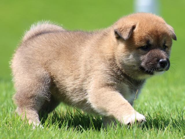 IMG_1410-shiba-puppy