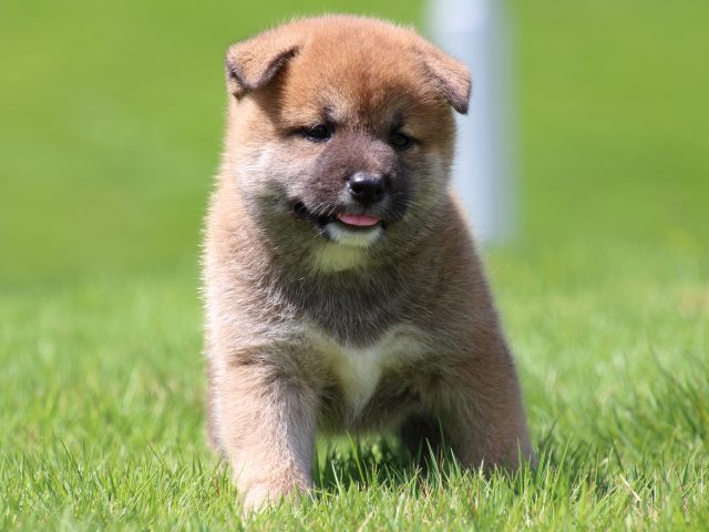 IMG_1422-shiba-puppy