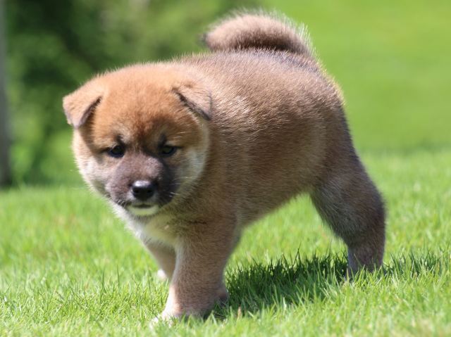 IMG_1426-shiba-puppy