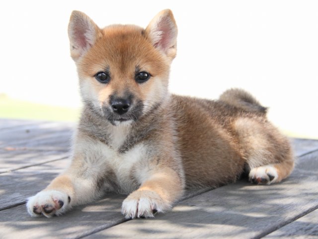 IMG_1437-shiba-puppy