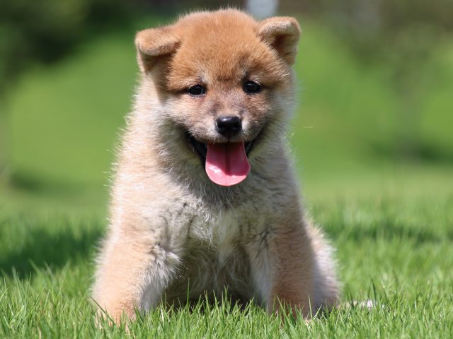 IMG_1441-shiba-puppy