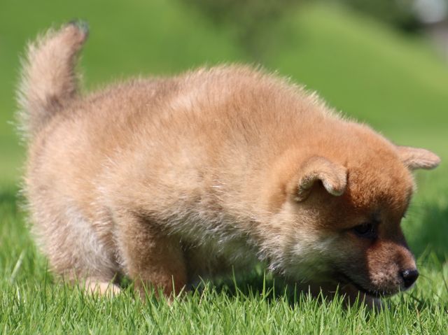 IMG_1460-shiba-puppy