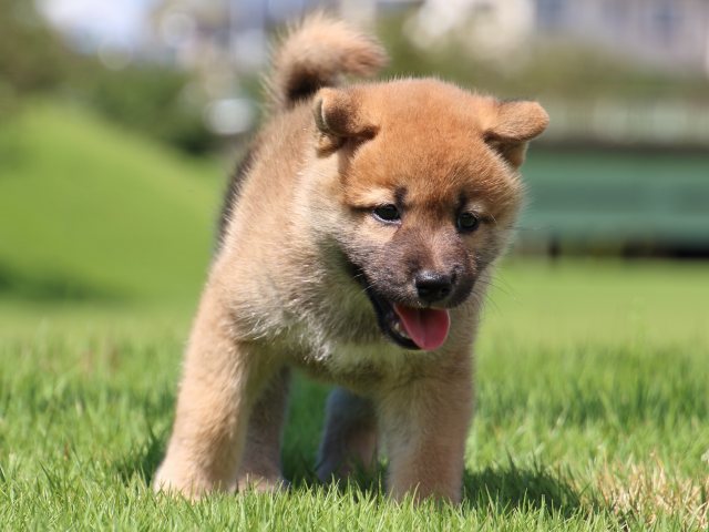 IMG_1515-shiba-puppy