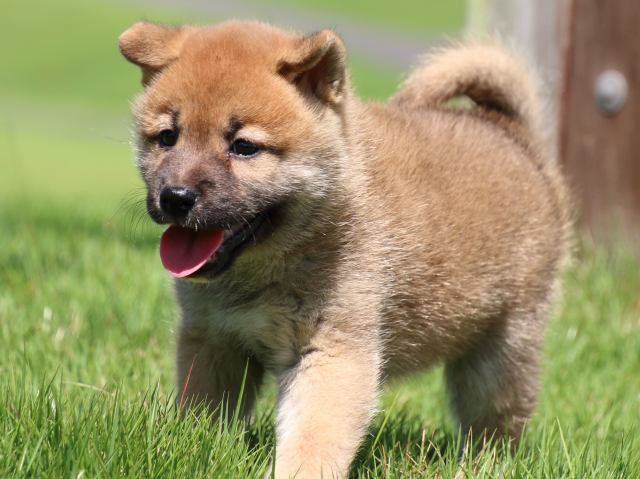 IMG_1543-shiba-puppy