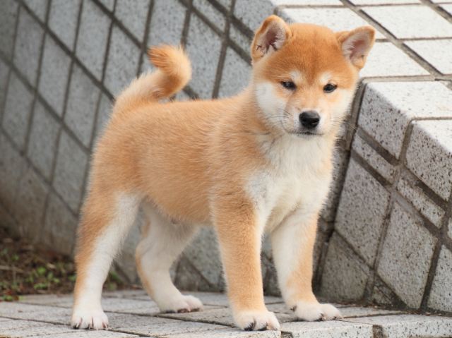 IMG_1544-shiba-puppy