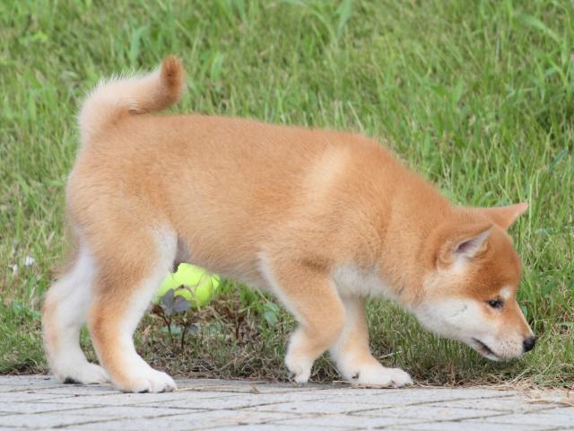 IMG_1575-shiba-puppy