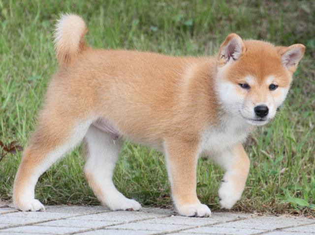 IMG_1583-shiba-puppy