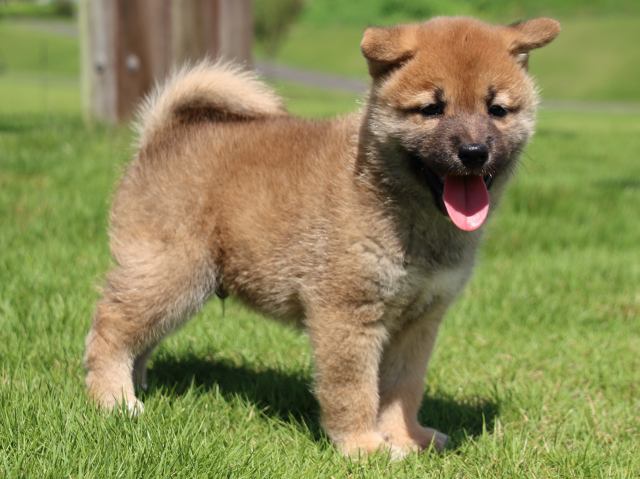 IMG_1592-shiba-puppy