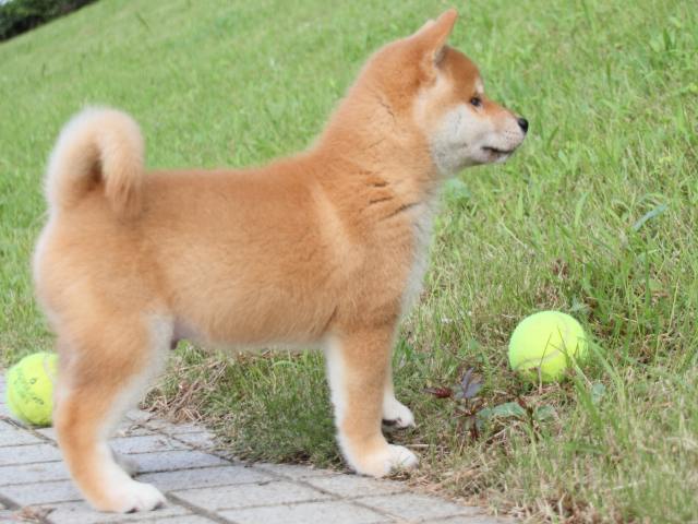 IMG_1609-shiba-puppy