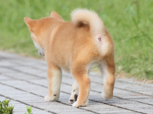 IMG_1625-shiba-puppy