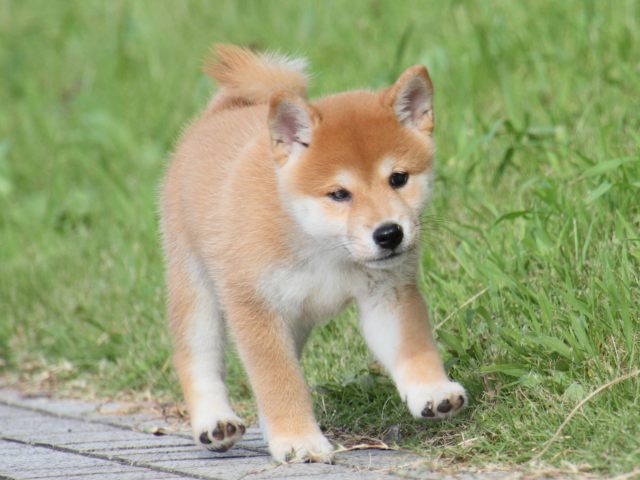 IMG_1644-shiba-puppy