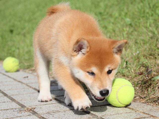 IMG_1680-shiba-puppy